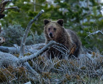 Snow yearling.jpg