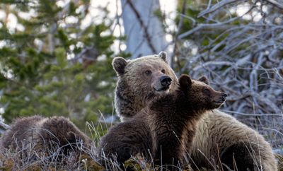 Sow with cubs.jpg