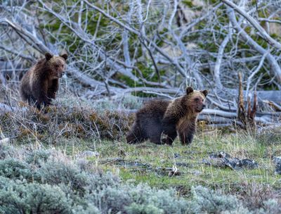 Yearling Cubs.jpg