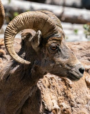 Young bighorn.jpg