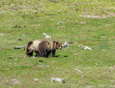 Young grizz near Mud Volcano.jpg