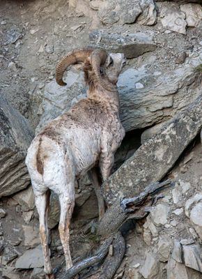 Bighorn ram looking up.jpg