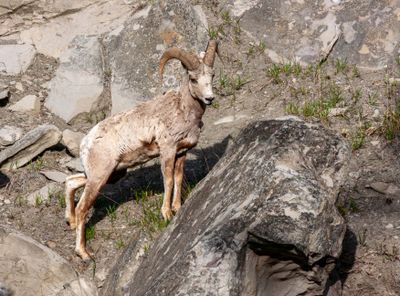 Bighorn ram on the rocks.jpg