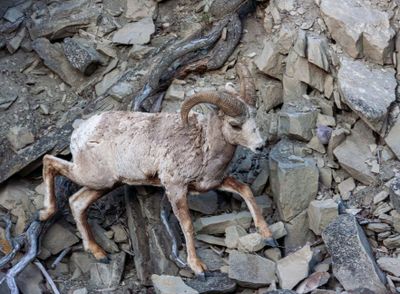 Bighorn ram scrambling over the rocks.jpg