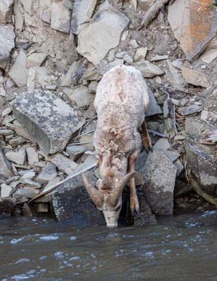 Bighorn ram taking a drink.jpg