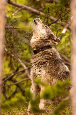 Canyon Pack Wolf Howling in the Trees.jpg