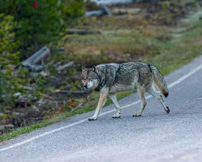Wolf in the Road.jpg