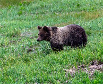 864's cub near Mud Volcano.jpg