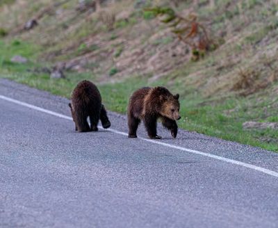 Cubs on the road.jpg