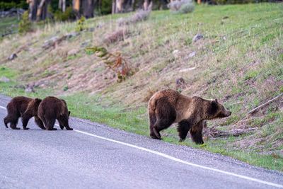 Snow and cubs on the road.jpg