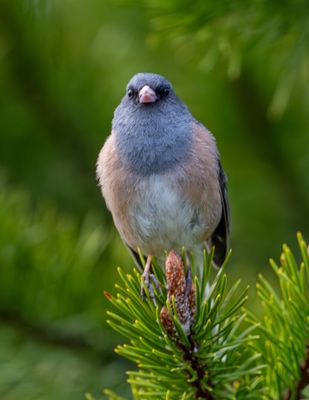 Songbird.jpg