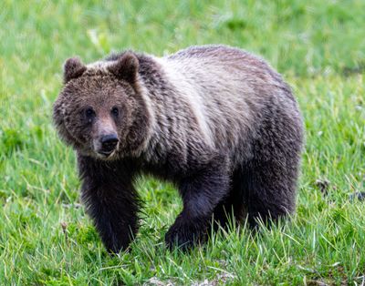 Subadult Grizzly Near Mud Volcano.jpg