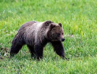 Young Grizz.jpg