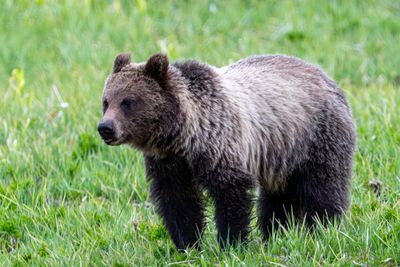 Young grizzly near Mud Volcano.jpg