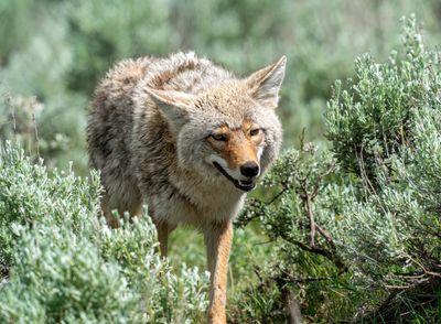 Coyote Coming Through the Sage.jpg