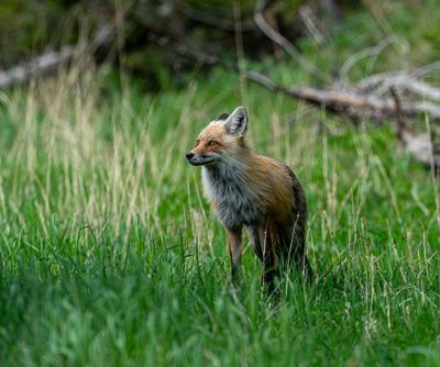 Fox at Baronette.jpg