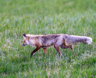 Fox at Bridge Bay.jpg
