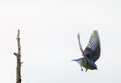 Mountain Bluebird Flying.jpg