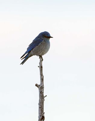 Mountain Bluebird.jpg