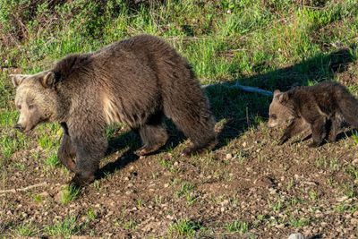 Raspberry and COY heading down the hill.jpg