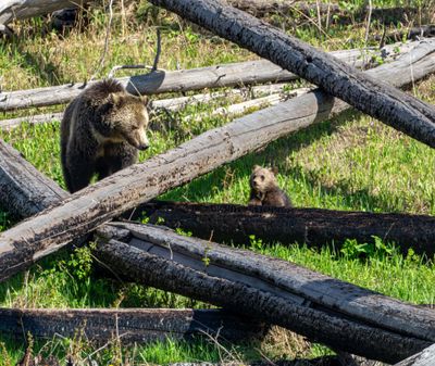 Raspberry and COY at Nine Mile.jpg