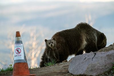 Raspberry and COY by the no hiking sign.jpg