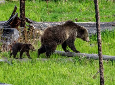Raspberry and COY scavenging Nine Mile.jpg