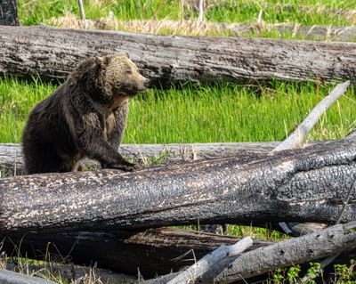 Raspberry Climbing the Log.jpg