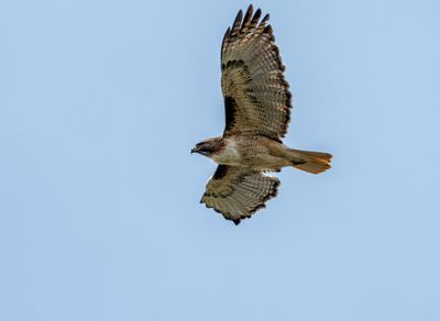 Redtail Flying.jpg