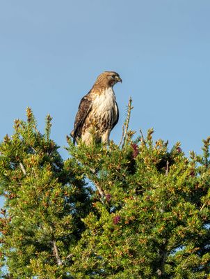 Redtail in the treetop.jpg