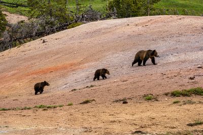 Snow and cubs across from Sedge Bay.jpg