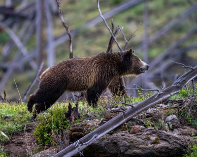 Snow sniffing out marmots.jpg