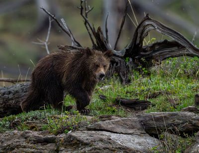 Snow yearling cub.jpg