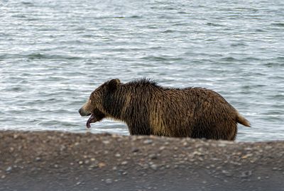 Snow yearling excited to be at the lake.jpg