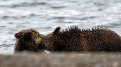 Snow yearlings playing at the beach.jpg