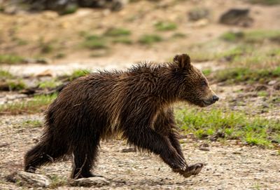 Snow's yearling cub running.jpg