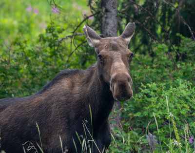 Cow Moose in the Tall Grass.jpg