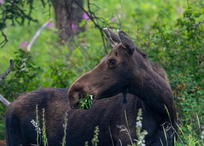 Cow Moose Looking Back.jpg