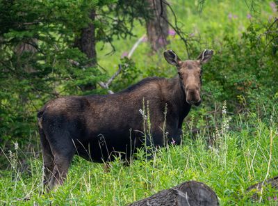Cow Moose on the Chief Joseph.jpg