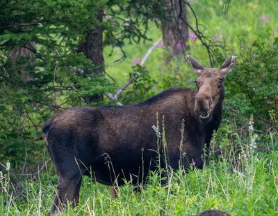 Cow Moose.jpg