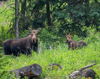 Moose Calf and Mom.jpg