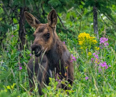 Moose Calf in the Wildflowers.jpg