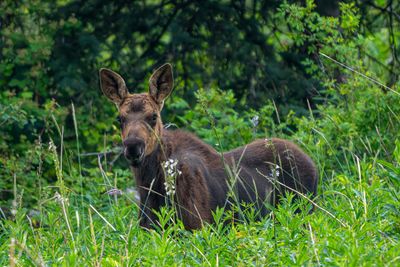 Moose Calf Looking Out.jpg