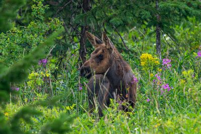 Moose Calf.jpg