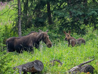 Moose Cow and Calf.jpg