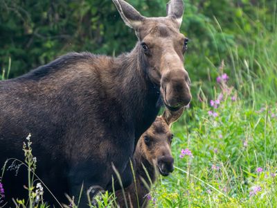 Moose Mom and baby.jpg
