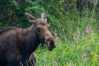 Moose Mom.jpg