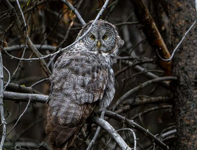 Great Gray Among the Twigs.jpg