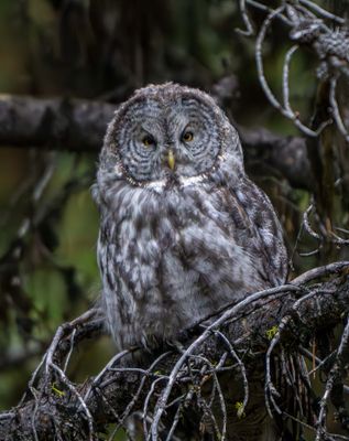 Great Gray Closeup.jpg
