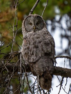 Great Gray Owl in the Pelican Valley.jpg
